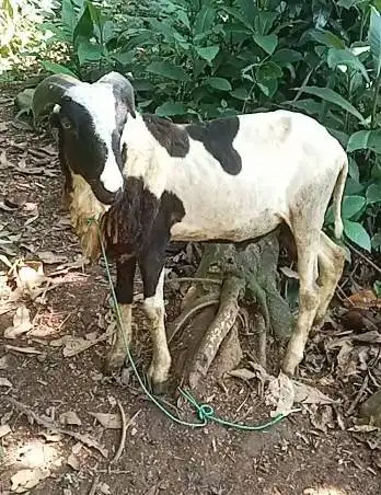 domba qurban 35-50 kiloan jantan super siap hewan kurban 2026 rawatan