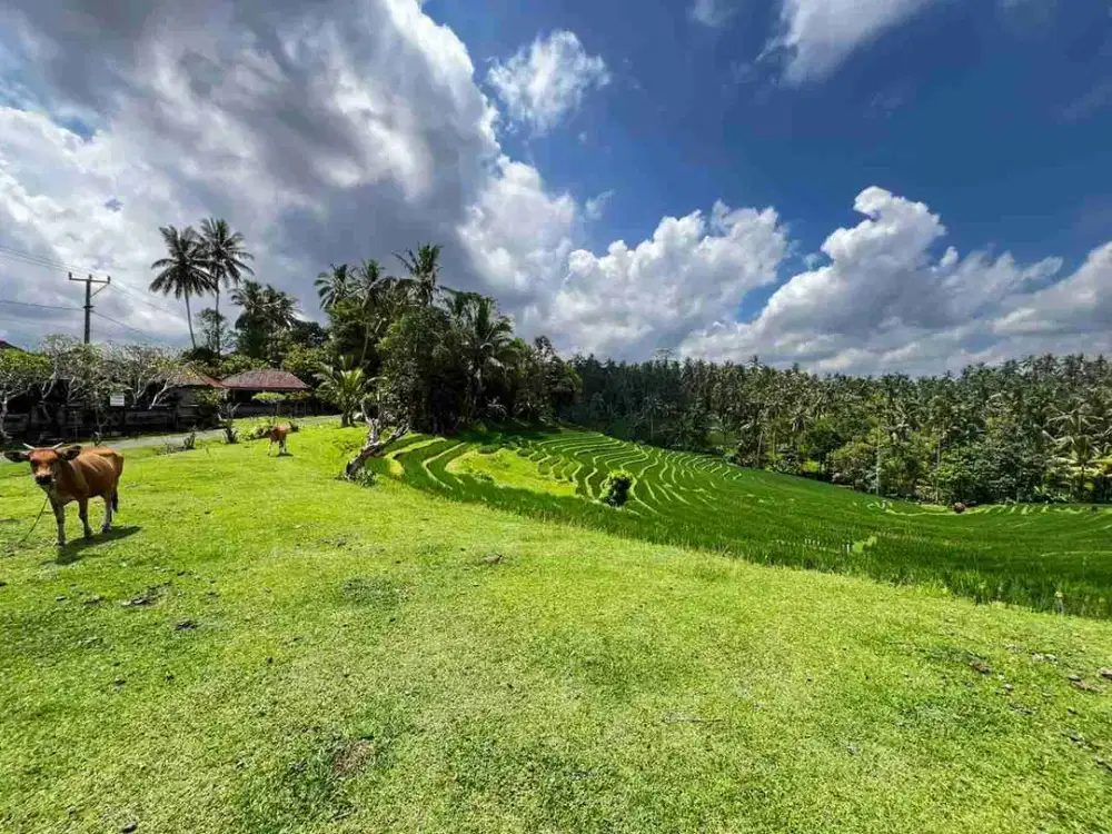 Dijual Tanah View Gunung Dan Sawah Terasering Di Daerah Wisata Berkembang Tabanan Bali
