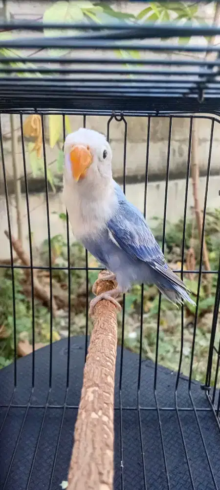 Lovebird Biola Blue Paud.