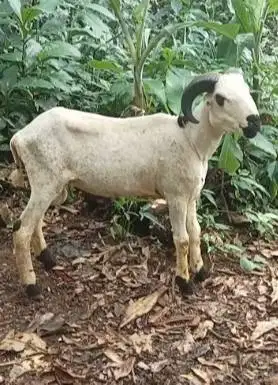 domba jantan 35-50kiloan siap domba kurban murmer jamin manteb rawatan
