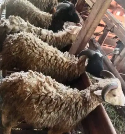 domba jantan 35-50kiloan siap domba kurban murmer jamin manteb rawatan