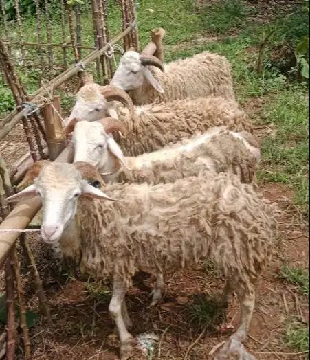 domba jantan 35-50kiloan siap domba kurban murmer jamin manteb rawatan