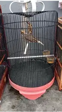 CUCAK ROWO / CUCAK RAWA / CR EKSOTIS EKOR PUTIH