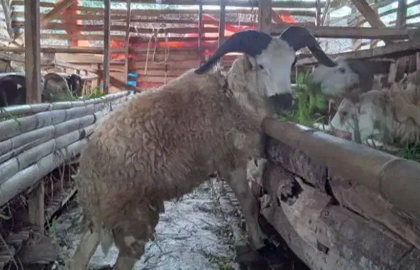 domba jantan 35-50kiloan siap domba qurban 2026 rawatan jamin manteb
