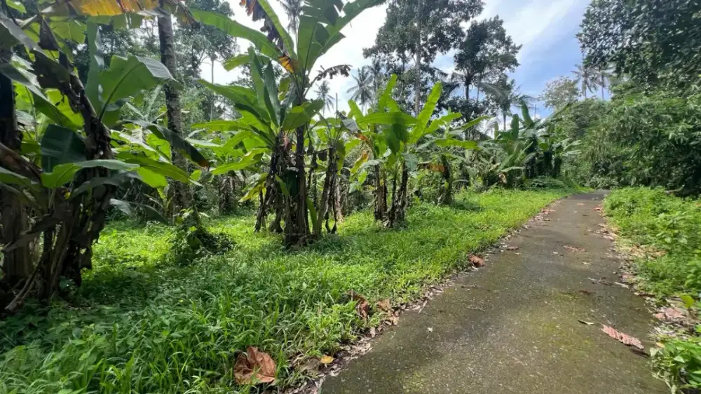 Dijual Tanah Premium Dekat Kota View Jungle Los Sungai Tabanan Bali