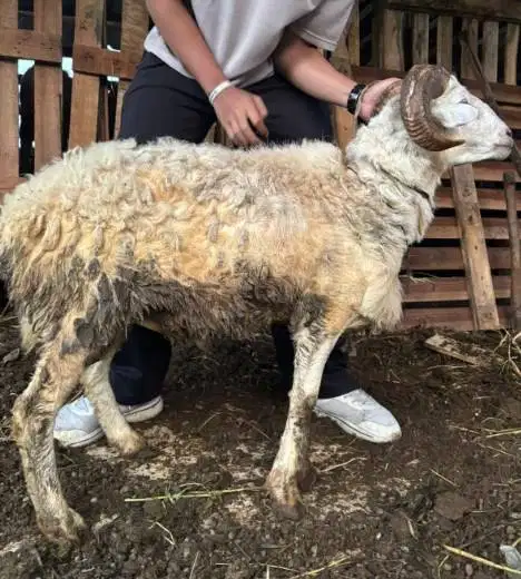 domba jantan 35-40kiloan siap hewan kurban murmer jamin manteb rawatan