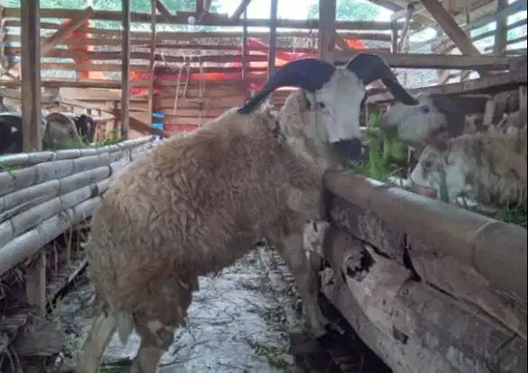 domba jantan 35-40kiloan siap hewan kurban murmer jamin manteb rawatan