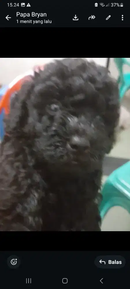 Di jual anak anjing poodle