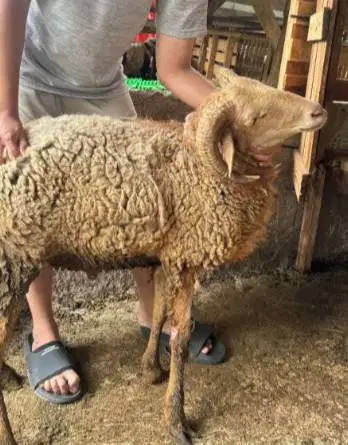 domba jantan 35-50kiloan siap domba qurban 2026 rawatan jamin manteb