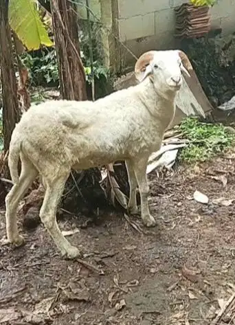 domba jantan 35-50kiloan siap hewan kurban 2026 rawatan kandang manteb