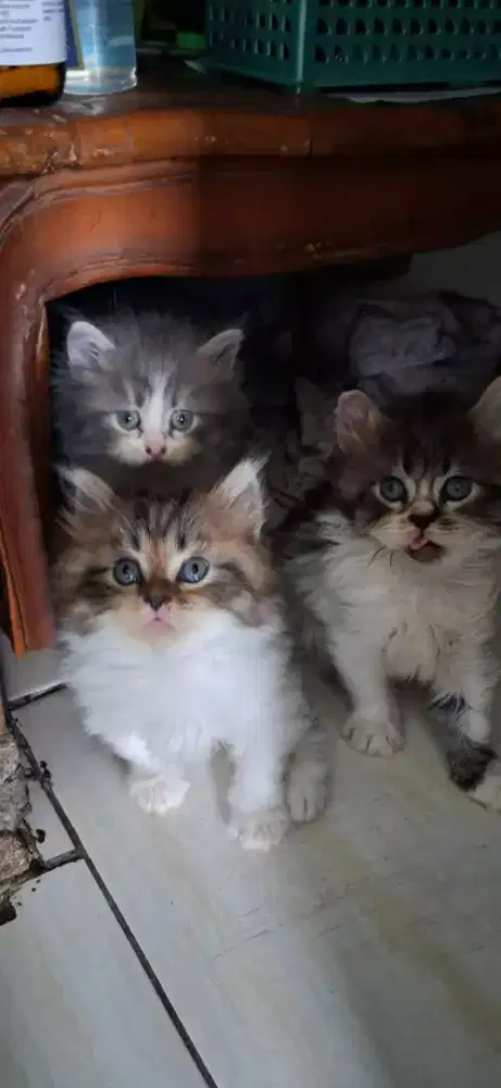 Kitten persia medium long hair