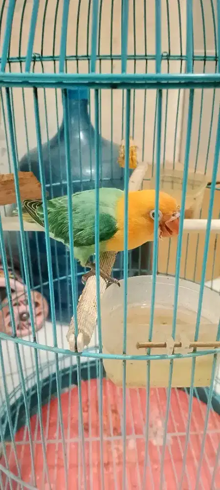 PAUD masih bantu loloh