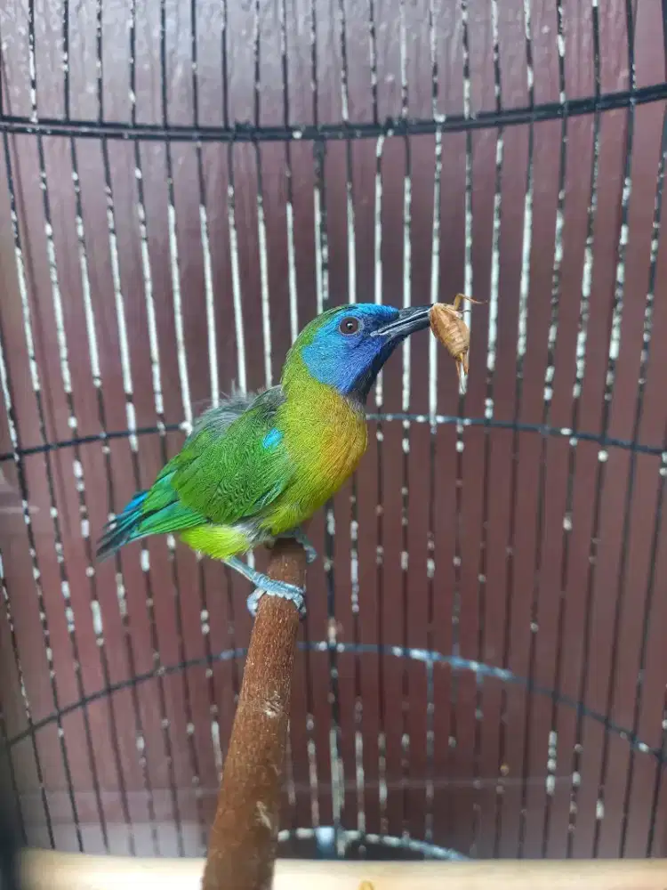 Kinoy jantan ex masteran