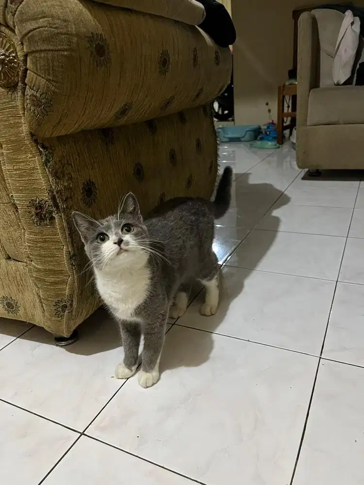Kucing kitten british shorthair bsh mix