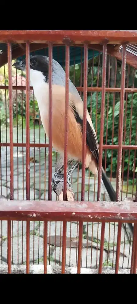 Pentet Madura non ring