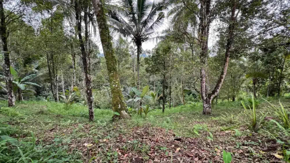 Dijual Tanah Kebun View Sawah Isi Aneka Macanm Buah Di Tabanan Bali