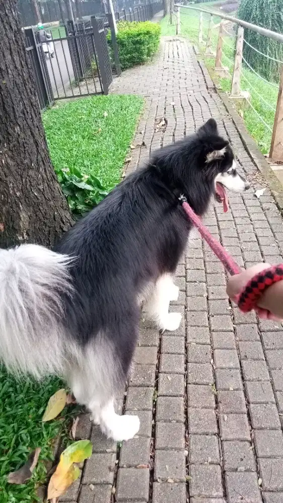 Hallooo aku lagi nyari loker menginap untuk mengurus doggy