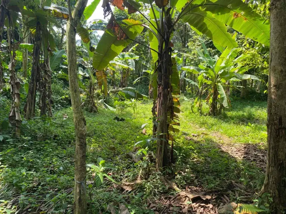 TANAH KEBUN MURAH DAN STRATEGIS DI DESA GUNUNG MULIYA TENJOLAYA BOGOR