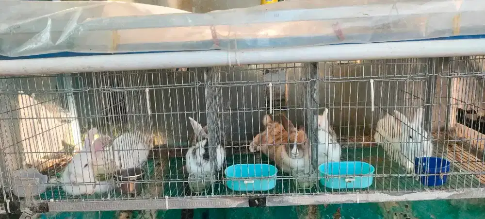 JUAL KELINCI DEWASA HIAS/POTONG