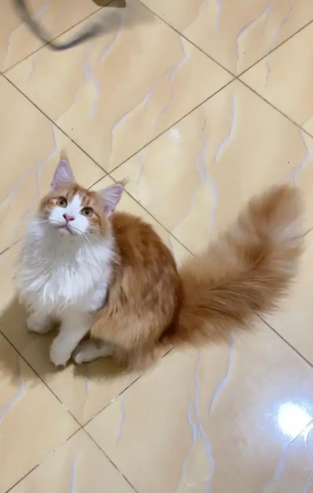 Mainecoon betina kualitas show