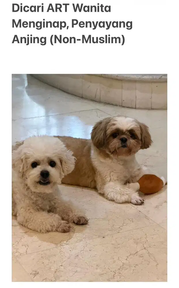 Cari PRT PEREMPUAN penyayang anjing