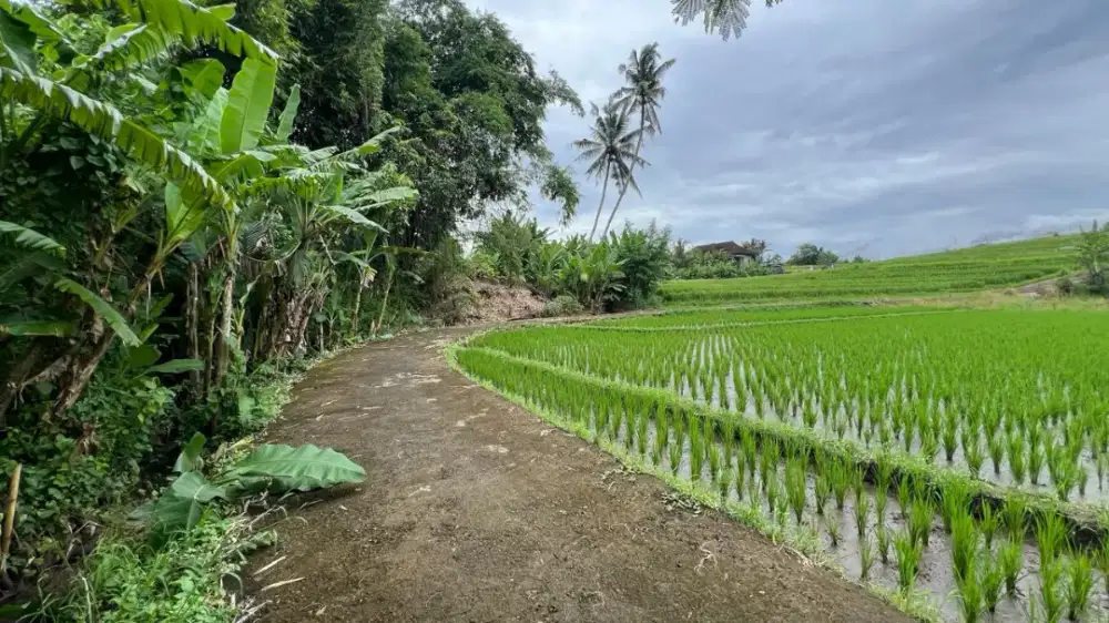 Dijual Tanah  Zona Kuning View Sawah Dekat Pantai  Tabanan Bali