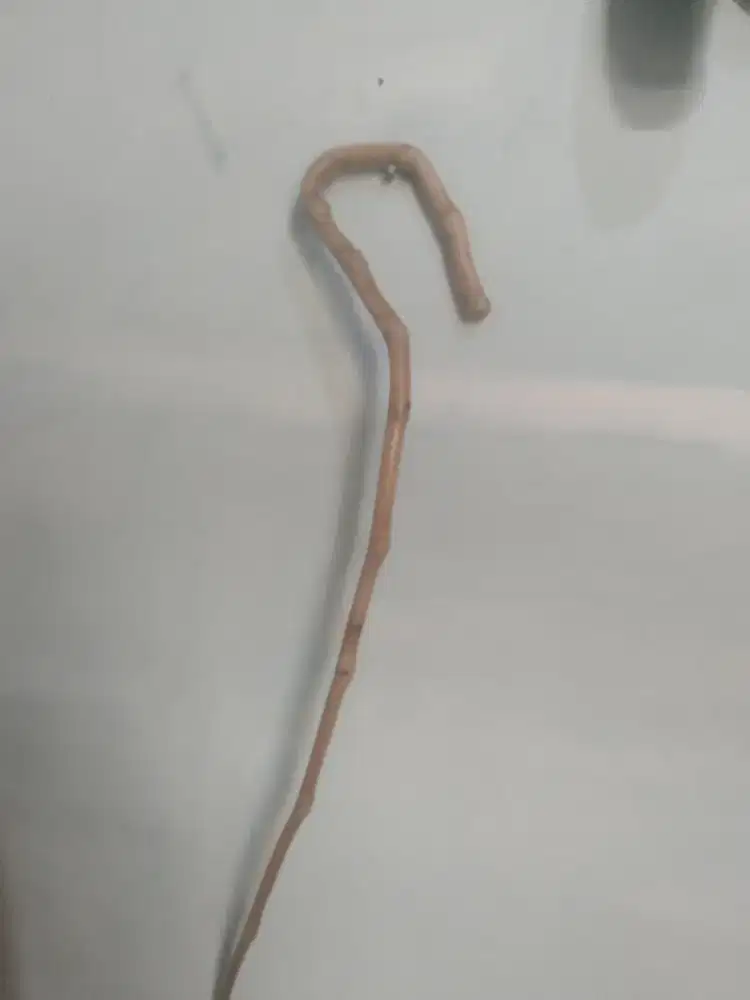 Tongkat bambu kuning