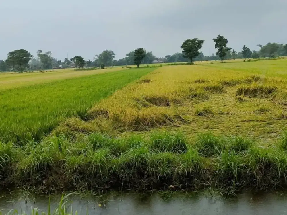 tanon kec papar jl provinsi kediri surabaya jual tanah sekoto