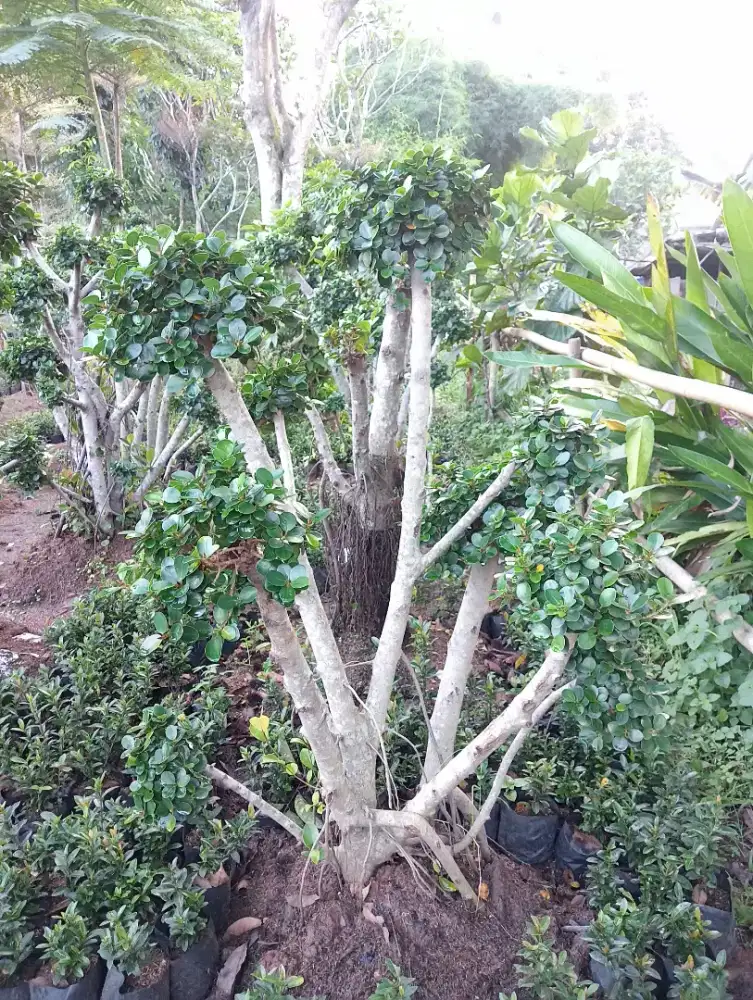 Jual tanaman bonsai beringin Korea, beringin micro, beringin jayen,