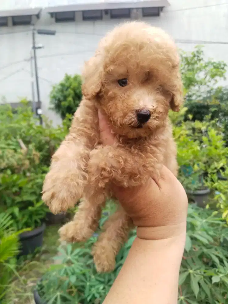 Anak anjing poodle