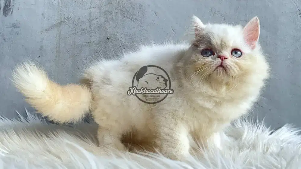 Persian Jantan putih