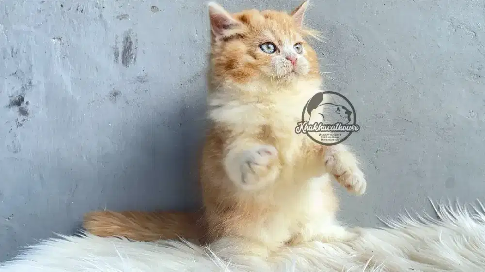 Persia jantan putih oren