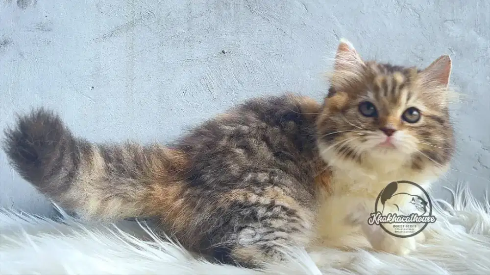 Kucing persia warna calico