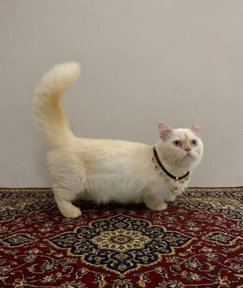 Munchkin British White Solid Jantan