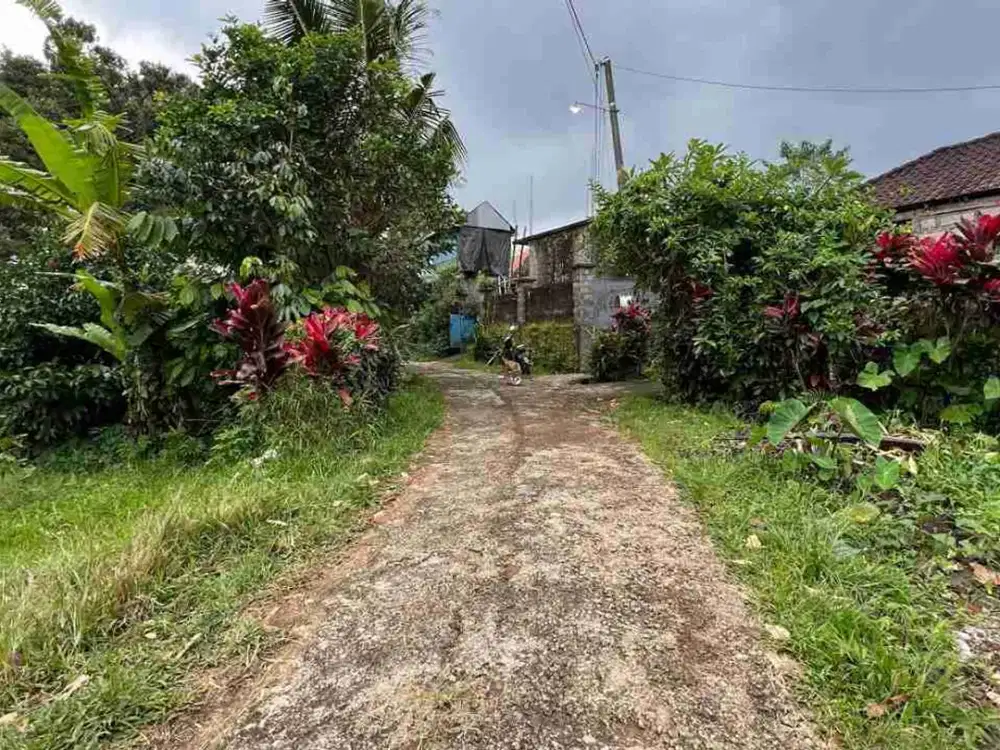 Dijual Tanah View Sawah Isi Aneka Buah Yg Siap Panen Tabanan Bali
