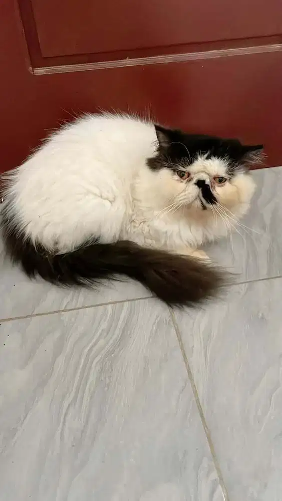 peaknose extren jantan