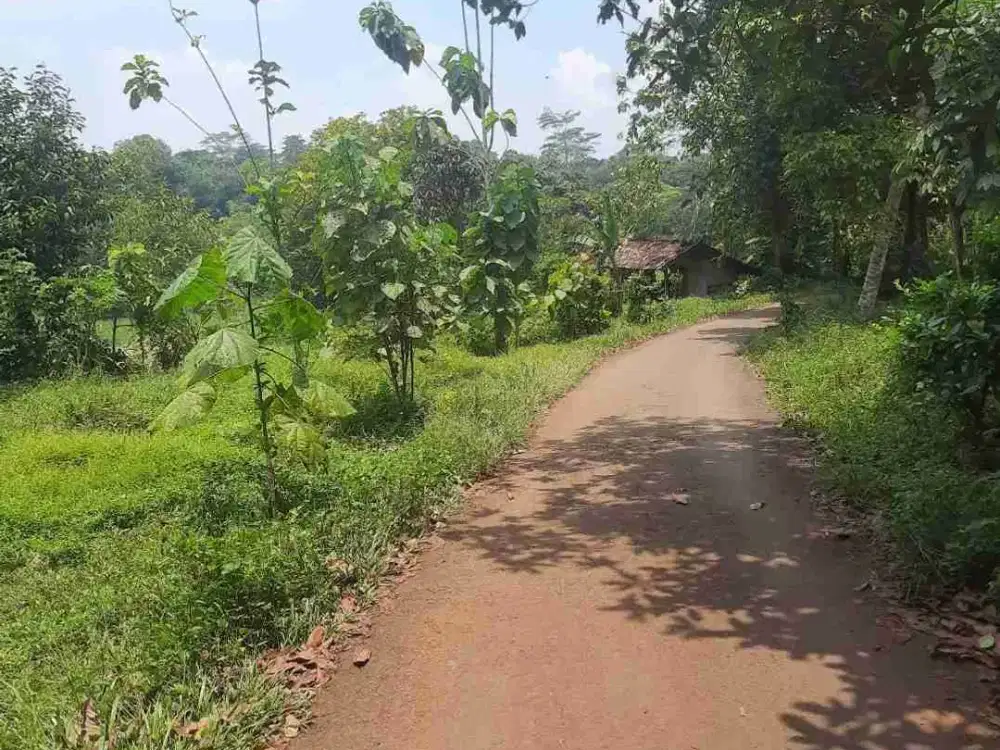 Kebun rambutan 2100 m2 90 rb/ m2