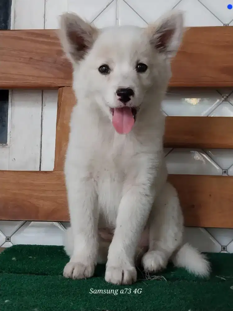 Anakan anjing ras mix