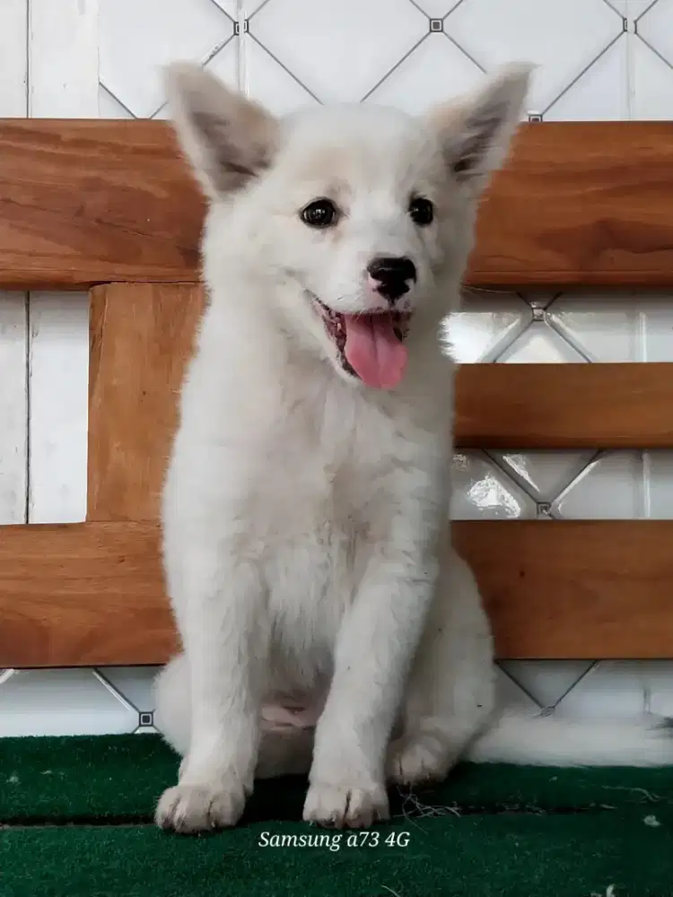 Anakan anjing ras mix