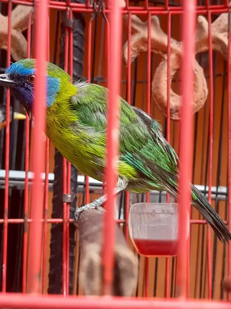 Cak kinoy jantan gacor