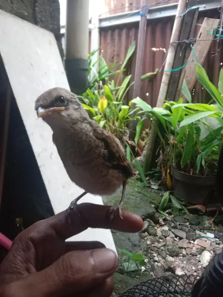 Burung pentet/cendet jatim