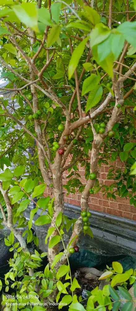 Anggur brazil preco berbuah