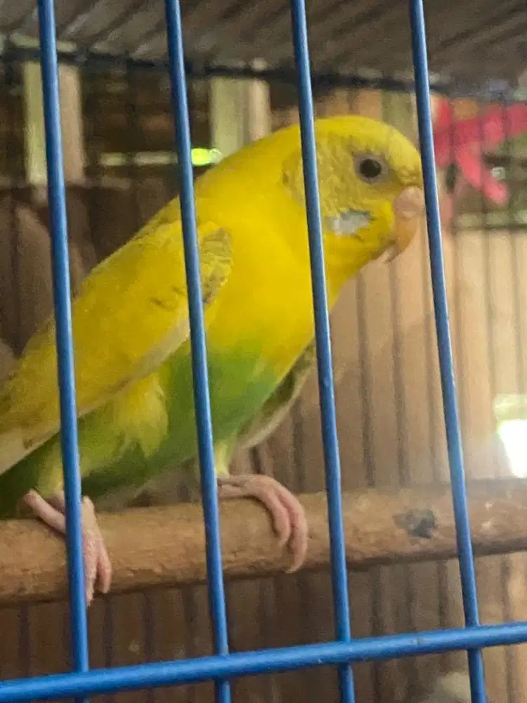 Parkit jantan betina dewasa