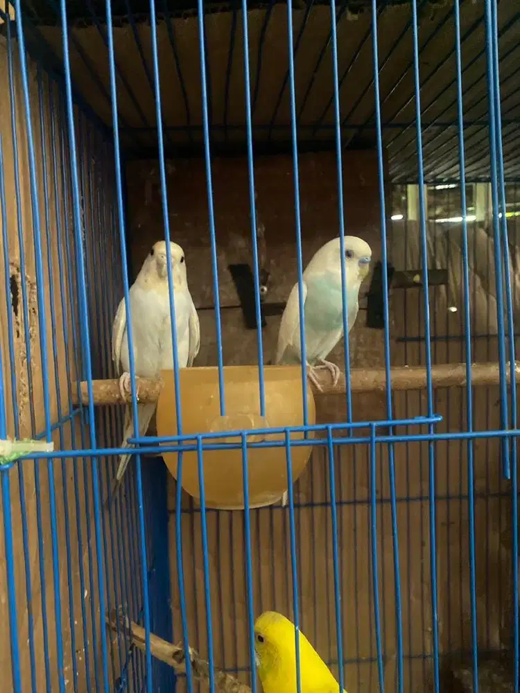 Burung parkit jantan betina