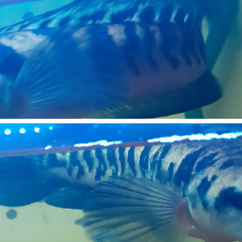 Channa maru yellow 27-30 cm bar macan