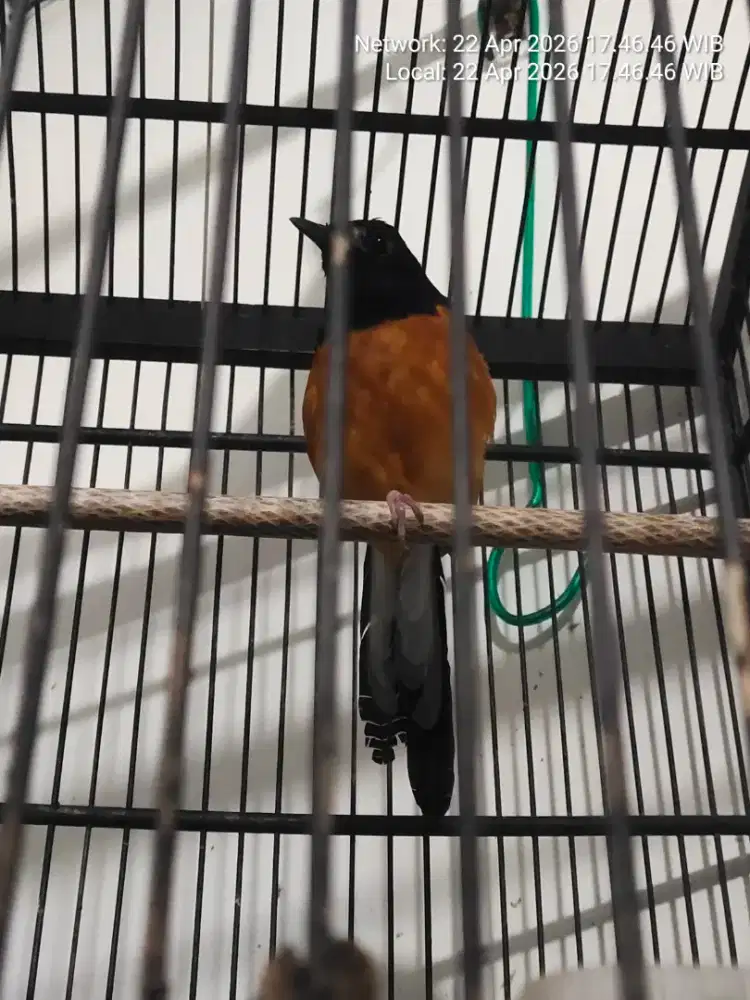 Mb.genbung wikpling2 portotal tt/bt.monggo