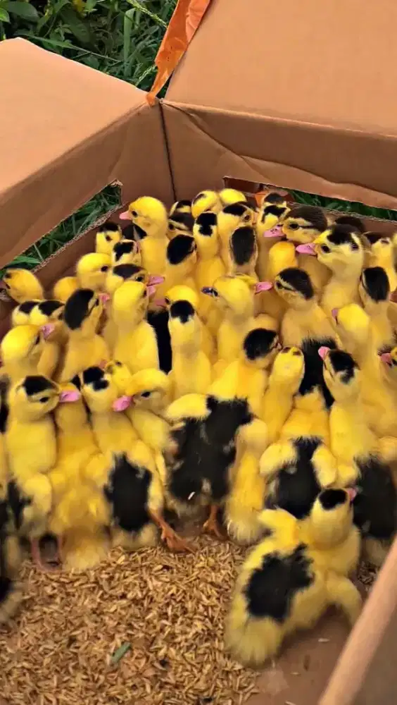 ANAK ENTOK JUMBO BLITAR