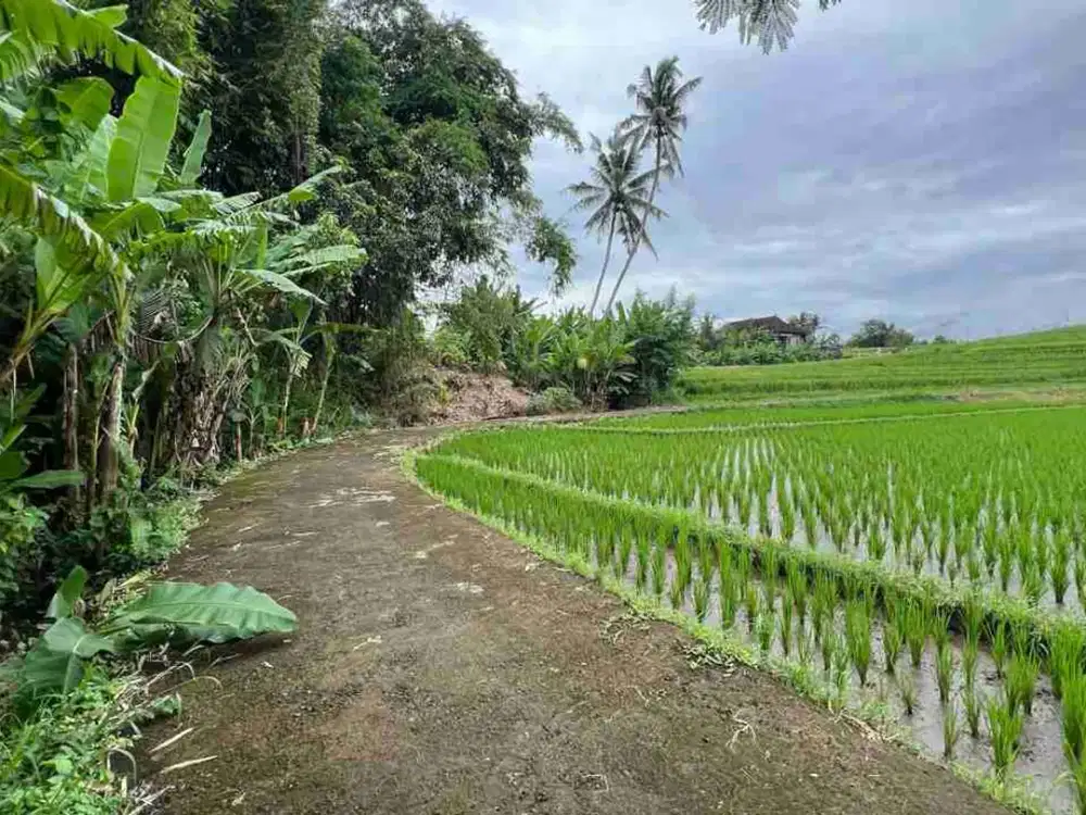 Dijual Tanah View Sawah Zona Kuning Dekat Pantai Kerambitan Tabanan Bali