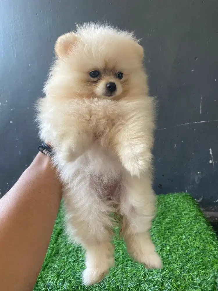 Anjing pom pomeranian betina putih