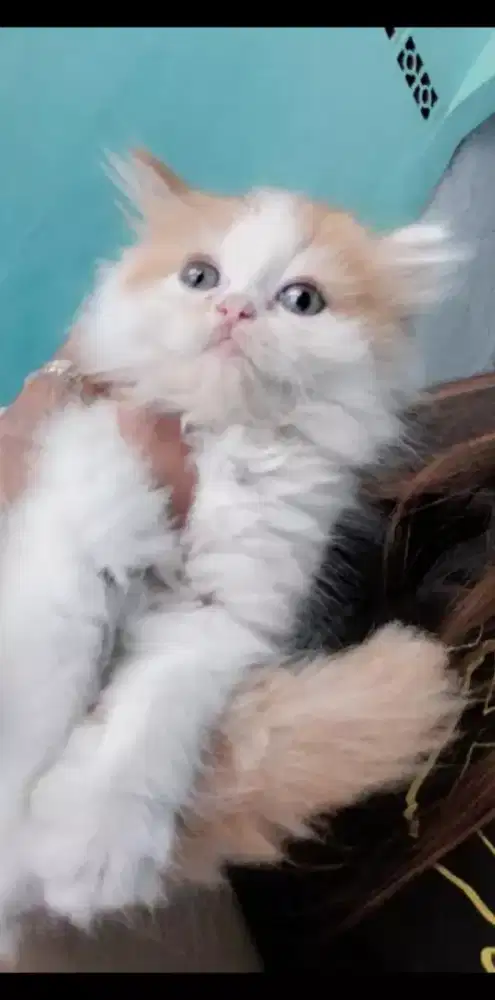 Open adopt kitten persia usia 2 bln sudah mandiri